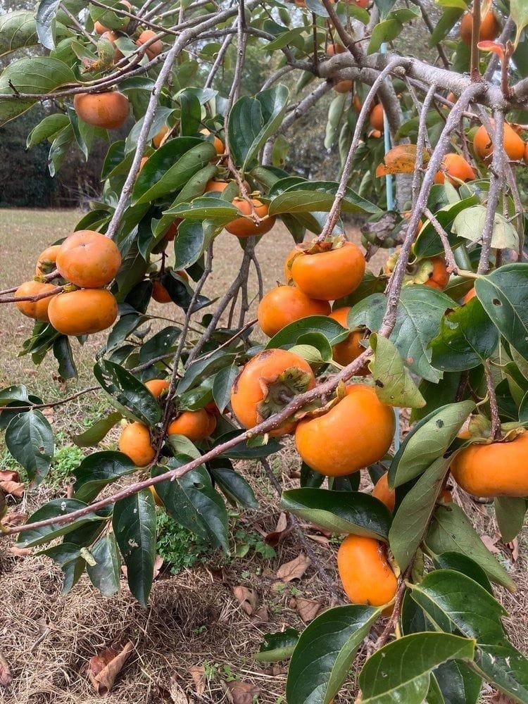 Japani Fruit Plant
